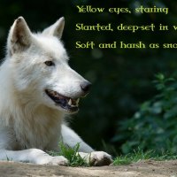 Arctic wolf poem