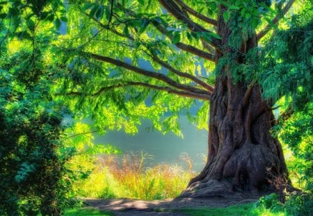 a most gorgeous tree - trunk, lake, tree, shore