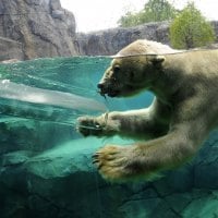 *** Bear in ice water ***