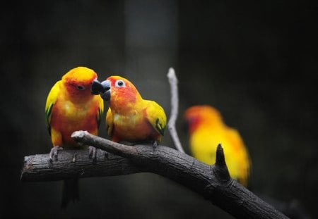 ***Lovebirds *** - parrots, animals, birds, loverbirds