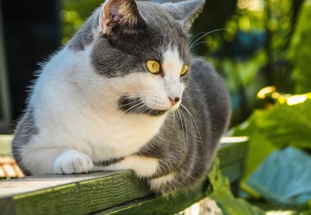 *** Cat observer *** - cat, observer, cats, animals