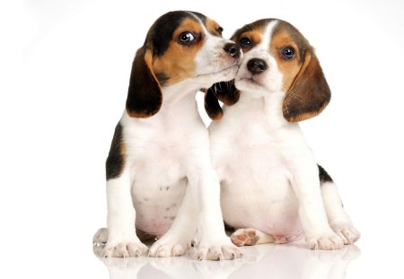 *** Beagle Puppies *** - beagle, puppies, dogs, animals