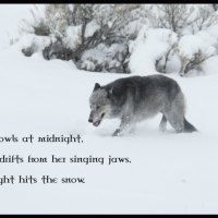 Lone snow wolf