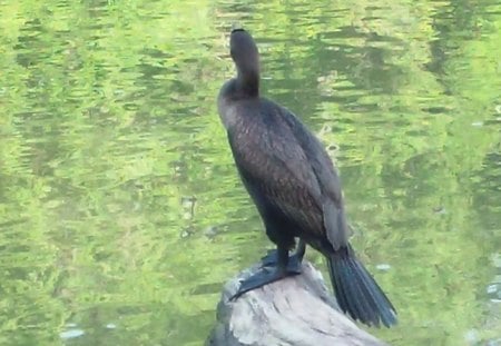 Double Crested Cormorant - ducks, animals, water, river, birds