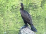 Double Crested Cormorant