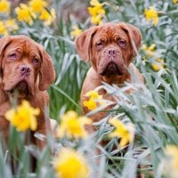 couple of cute dogs in the camp