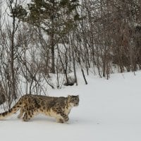 walking in the snow