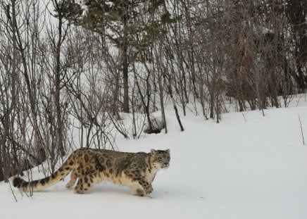 walking in the snow - walking, the, snow, cats