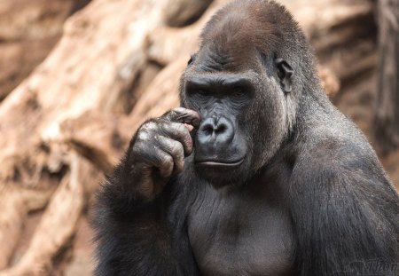 very thoughtful gorilla - thoughtful, primates, gorilla, very