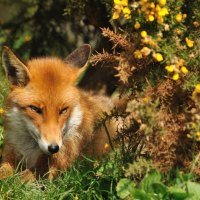 red fox among the trees