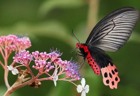 *** Dark butterfly on pink flower *** - beauty, animals, bugs, nature, butterfly, dark, pink, flowers, flower