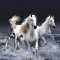 White horses walking waves