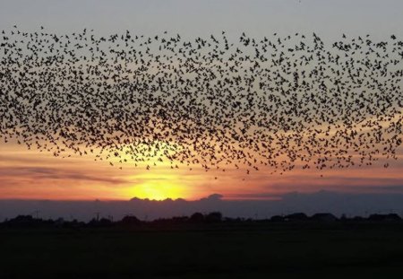 Bird Migration - sky, sunset, birds, flock