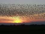 Bird Migration