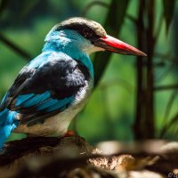 colorful bird red beak