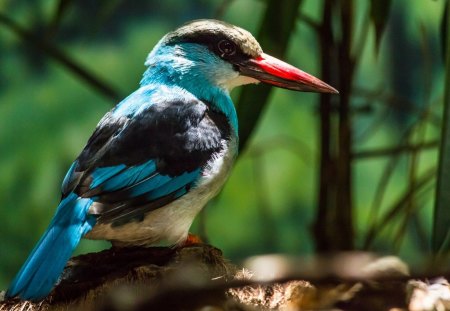 colorful bird red beak - bird, colorful, red, beak