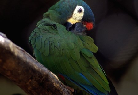 green parrot red-cockaded - red, cockaded, parrot, green