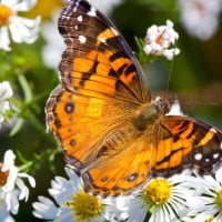 colorful butterfly on white flowers