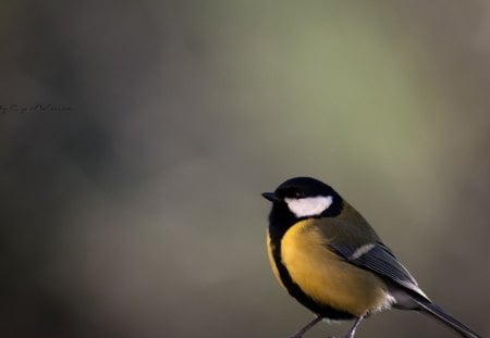 little yellow bird - yellow, little, bird, birds