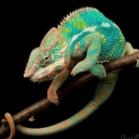 changing color camaleon