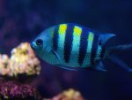 blue-striped fish