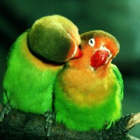 pair of green parrots