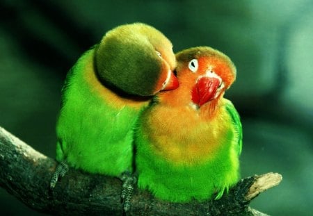 pair of green parrots - parrots, pair, birds, green