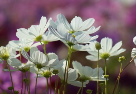 *** White Cosmos *** - flower, flowers, wihte, cosmos, nature