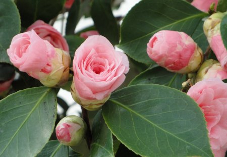 *** Buds of roses *** - roses, pink, rosese, flowers, buds, nature