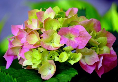 *** Hydrangea flower *** - flowers, nature, green, flower, hydrangea, pink