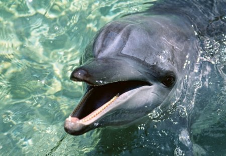 Delphin - delphin, head, teeth, water