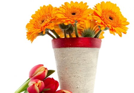 *** Orange gerberas *** - nature, yellow, gerberas, flowers, flower