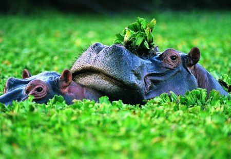 Two Hippo - hippo, plants, grass, two