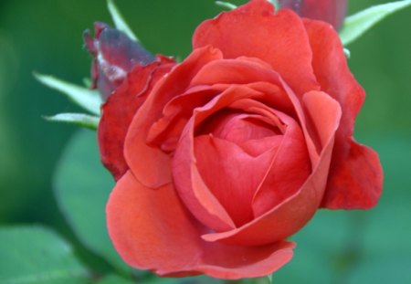 Red Beauty - rose, flower, nature, leaves