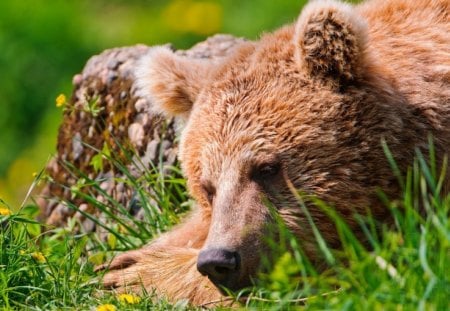 Bear - bear, relax, grass, paw