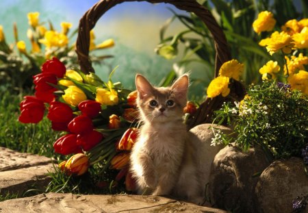 Cute kitten among tulips - basket, kitten, cute, flower, tulip, cat