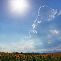 field of sunflowers