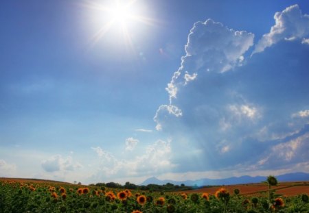 field of sunflowers - field, summer, sunflowers, sun