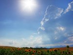 field of sunflowers