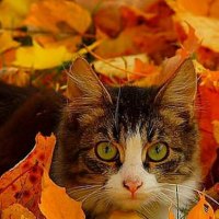 Autumn kitty
