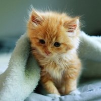 little ginger kitty