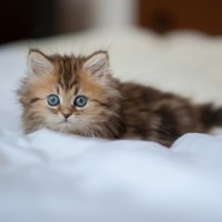 fluffy kitty