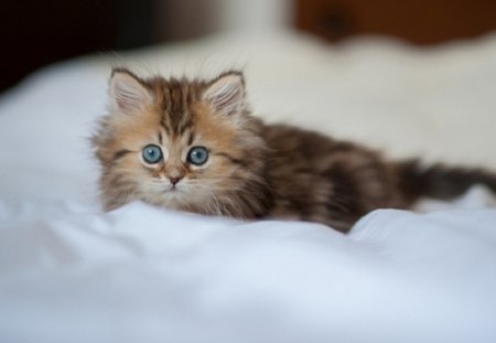 fluffy kitty - cat, kitty, animals, fluffy