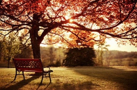 Autumn Bench - bench, fall leaves, park, autumn