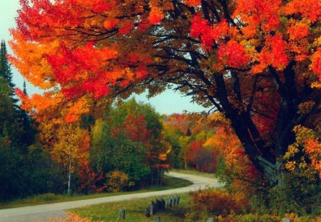 Autumn Road - road, fall leaves, nature, autumn