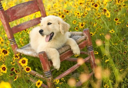 THE GREAT OUTDOORS - labradors, fields, sunflowers, summer, pets, chair, flowers, happiness, grass, puppies