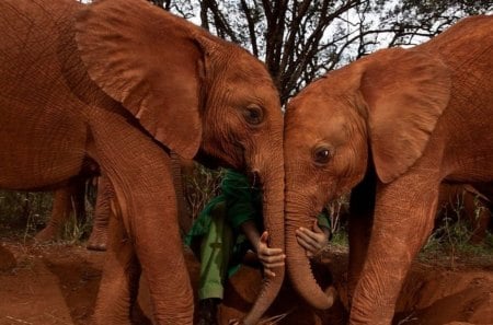 KISS AND MAKE UP - elephant calves, bushveld, people, siblings, babies, friendship, juveniles, africa