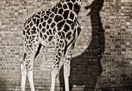 SHADOW AND LIGHT - bricks, africa, shadows, walls, animals, antelope