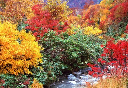 Autumn - colorful, river, nature, autumn