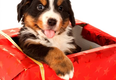 Glad to meet you♥ - always, forever, present, dog, friend, love, baby, happy, christmas, pet, red, puppy, gift, glad, animals